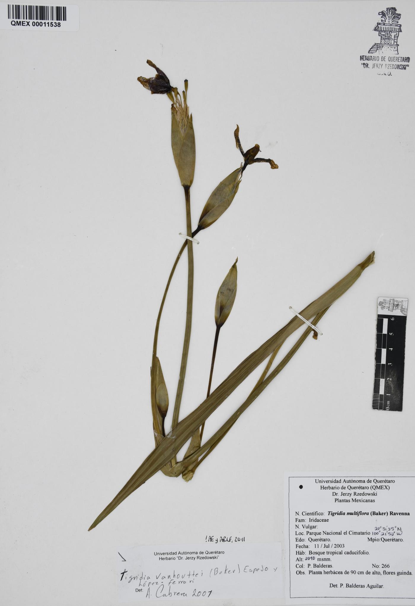 Tigridia vanhouttei image